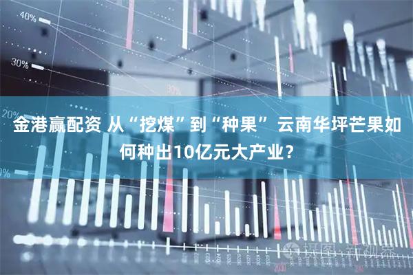 金港赢配资 从“挖煤”到“种果” 云南华坪芒果如何种出10亿元大产业?